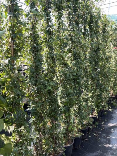 Hedera helix 'Sagittifolia'