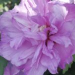 Hibiscus syriacus 'Ardens'