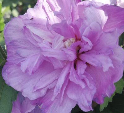 Hibiscus syriacus 'Ardens'