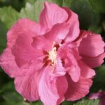 Hibiscus syriacus 'Duc de Brabant'