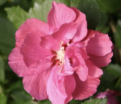 Hibiscus syriacus 'Duc de Brabant'