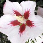 Hibiscus syriacus 'Hamabo'