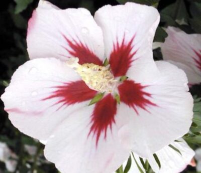 Hibiscus syriacus 'Hamabo'