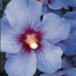 Hibiscus syriacus 'Oiseau Bleu'