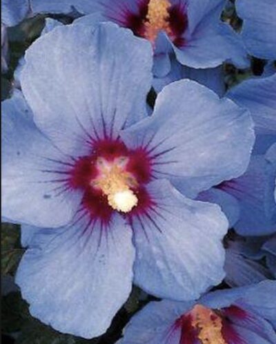 Hibiscus syriacus 'Oiseau Bleu'
