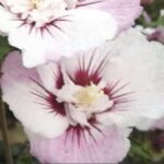 Hibiscus syriacus 'Pinky Spot'
