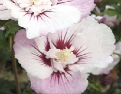 Hibiscus syriacus 'Pinky Spot'