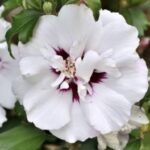 Hibiscus syriacus 'Speciosus'