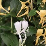 Lonicera japonica 'Halliana'