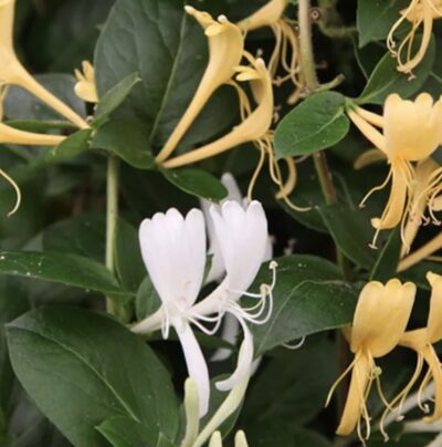 Lonicera japonica 'Halliana'