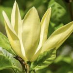 Magbolia Daphne