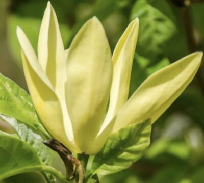 Magbolia Daphne