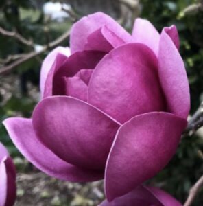 Magnolia Black Tulip