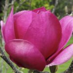 Magnolia 'Cleopatra'