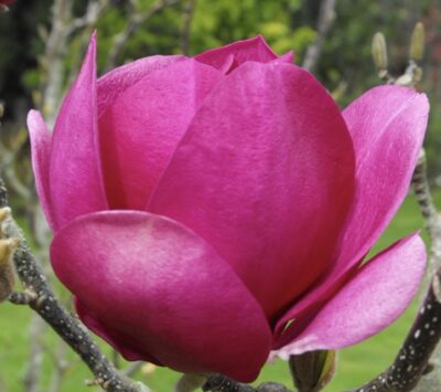Magnolia 'Cleopatra'