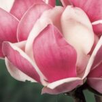 Magnolia Satisfaction