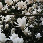 Magnolia soulangeana 'Alba Superba'