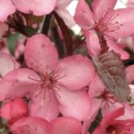 Malus Royal Raindrops® MELO DA FIORE