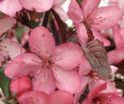 Malus Royal Raindrops® MELO DA FIORE