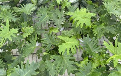 Philodendron selloum