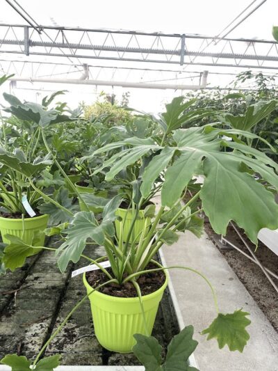Philodendron selloum
