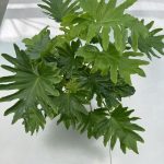 Philpodendron selloum