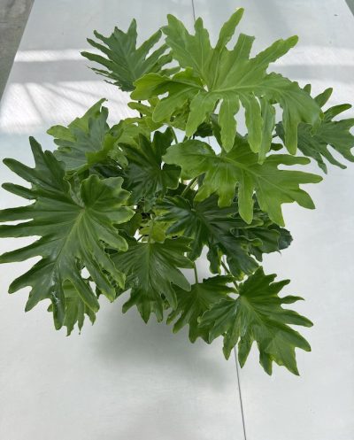 Philpodendron selloum