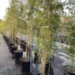 Phyllostachys vivax 'Aureocaulis' - Vivai Frappetta