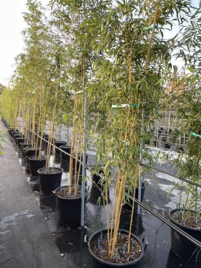 Phyllostachys vivax 'Aureocaulis' - Vivai Frappetta
