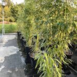 Phyllostachys vivax 'Huangenzhu' - Vivai Frappetta