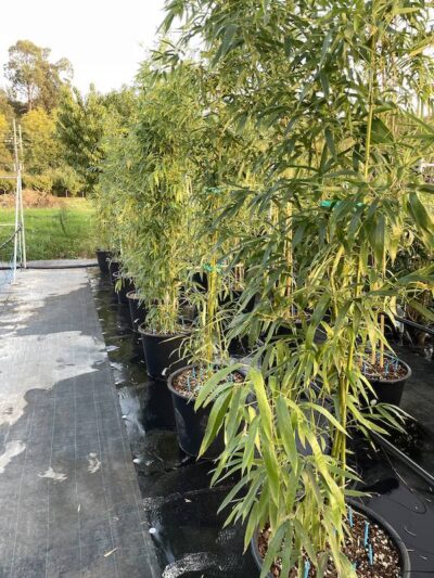 Phyllostachys vivax 'Huangenzhu' - Vivai Frappetta