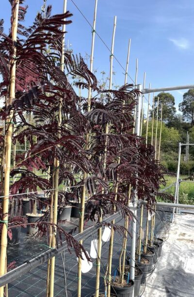 Piante di Albizia julibrissin ‘Summer Chocolate’ - Vivai Frappetta