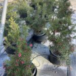 Piante di Grevillea rosmarinifolia CL3