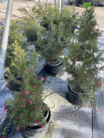 Piante di Grevillea rosmarinifolia CL3
