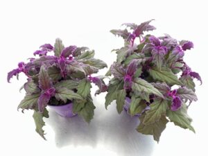 Piante di Gynura aurantica - Vivai Frappetta