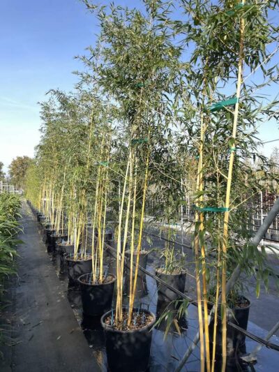 Piante di Phyllostachys vivax 'Aureocaulis' - Vivai Frappetta