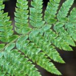 Polystichum polyblepharum