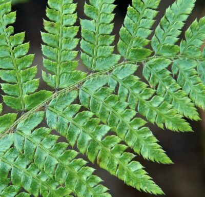 Polystichum polyblepharum