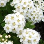 Spiraea nipponica 'Snowmound'