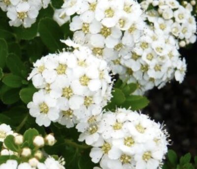 Spiraea nipponica 'Snowmound'