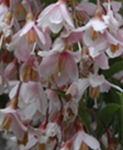 Styrax japonicus 'Pink Snowbell'