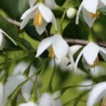 Styrax japonicus 'Snowcone®'