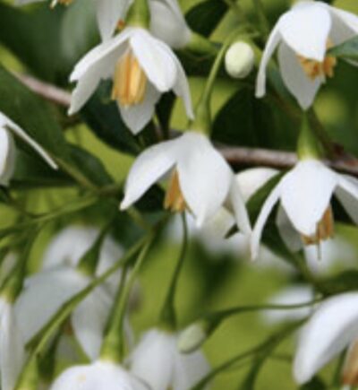 Styrax japonicus 'Snowcone®'
