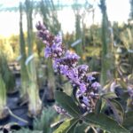Vitex agnus-castus 'Flip Side®'