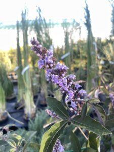 Vitex agnus-castus 'Flip Side®'