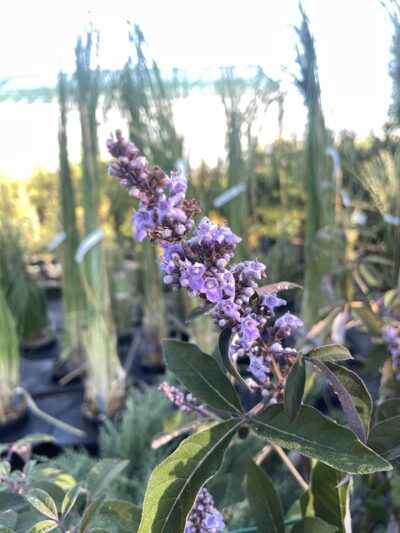Vitex agnus-castus 'Flip Side®'
