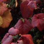 Vitis coignetiae