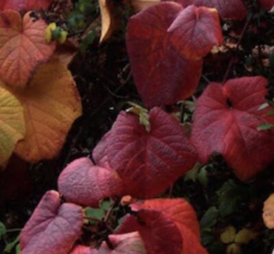 Vitis coignetiae