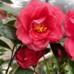 Camellia 1001 Summer Nights® Jasmine
