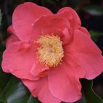 Camellia japonica 'Dr. King'